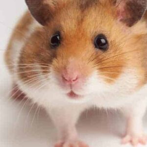 My Life in A Hamster Wheel