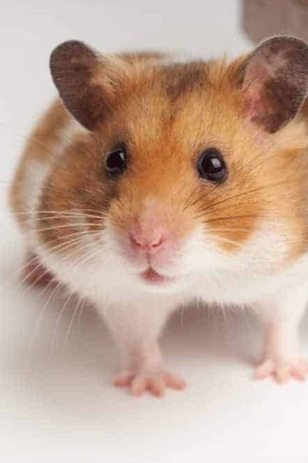 My Life in A Hamster Wheel